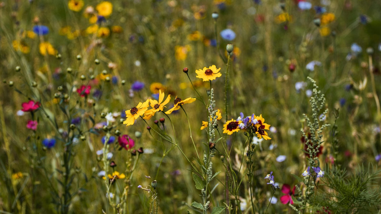 Wildflowers growing in a sunlit meadow