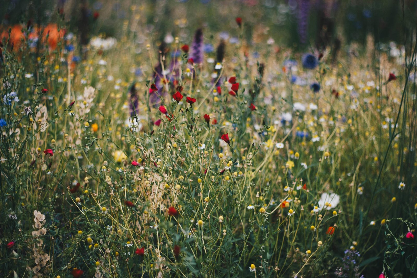 Wildflowers in soft, natural light