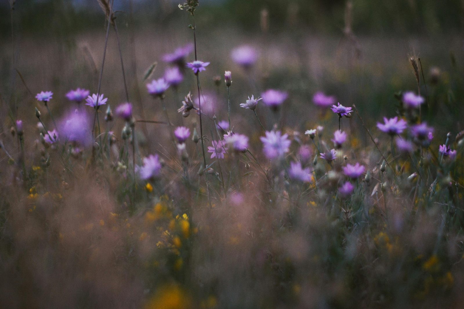 A meadow of wildflowers under an open sky