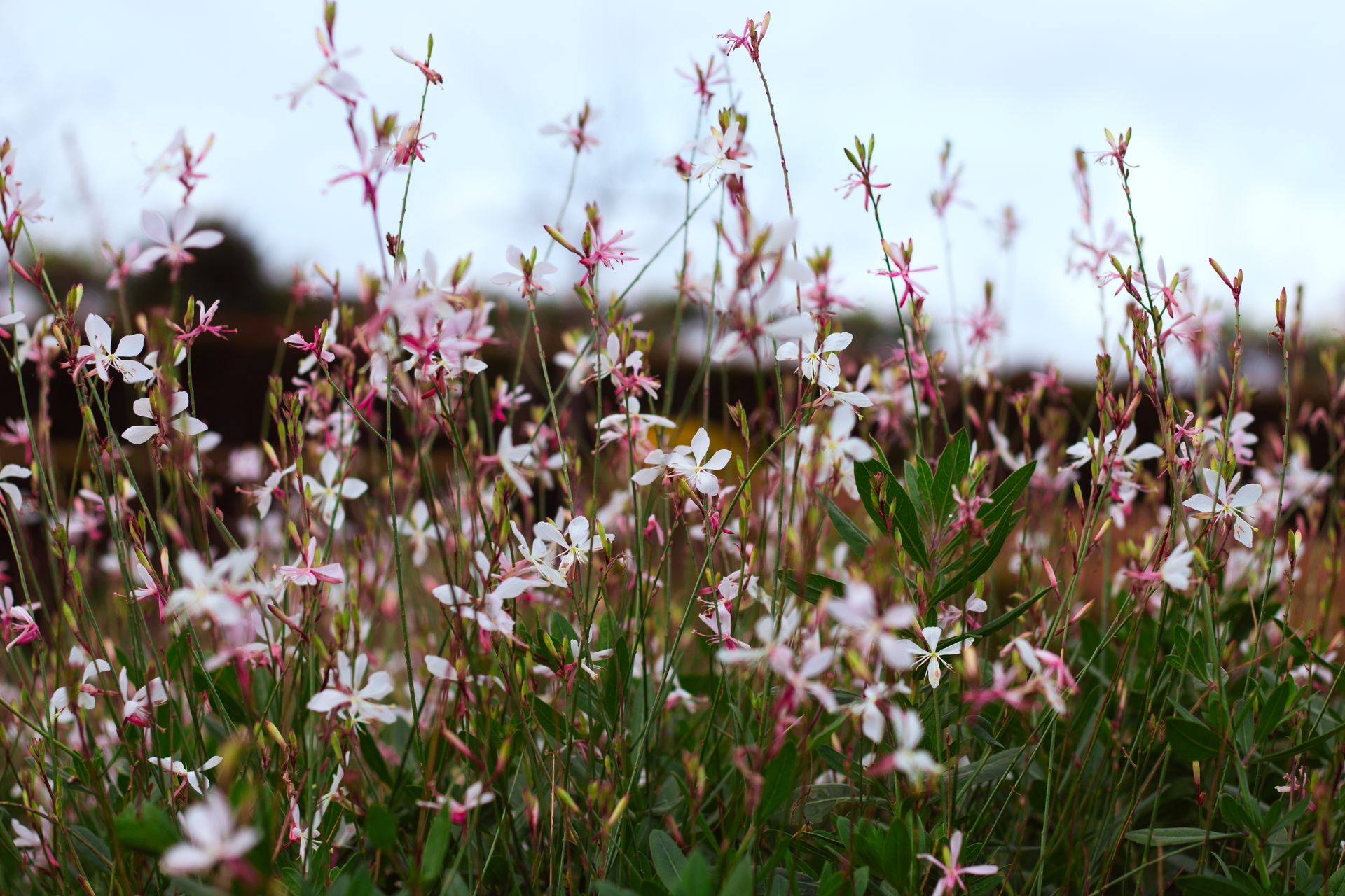 Pink and white wildflowers on slender stems against a soft sky